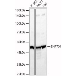 ZNF701 Rabbit pAb