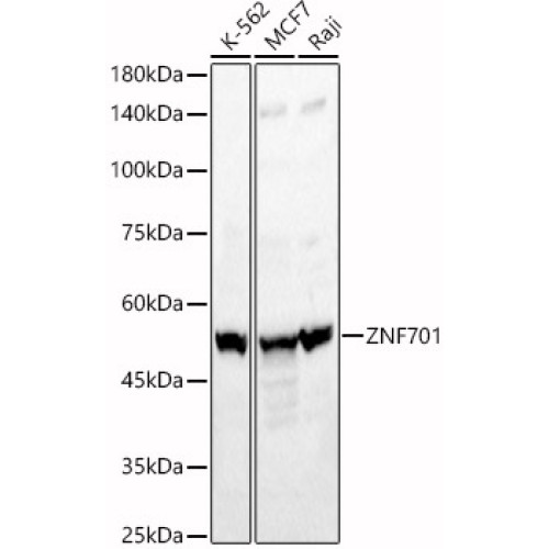 ZNF701 Rabbit pAb