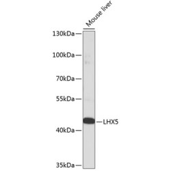 LHX5 Rabbit pAb