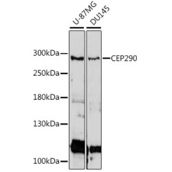 CEP290 Rabbit pAb