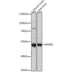 BPIFB2 Rabbit pAb