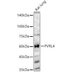 PVRL4 Rabbit pAb