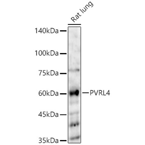 PVRL4 Rabbit pAb