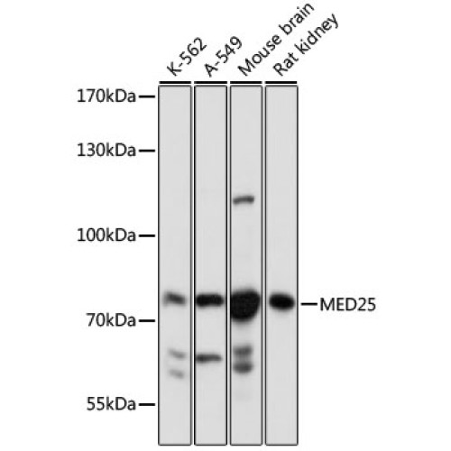 MED25 Rabbit pAb