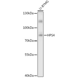 HPS4 Rabbit pAb