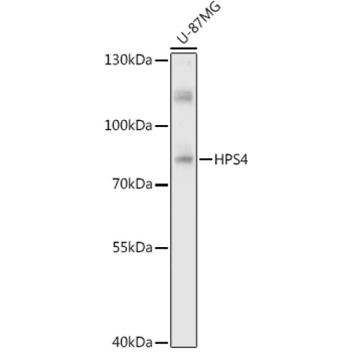HPS4 Rabbit pAb