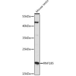 RNF185 Rabbit pAb