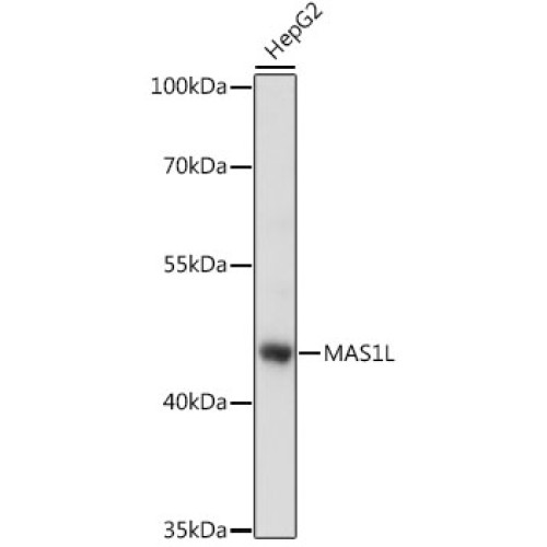 MAS1L Rabbit pAb