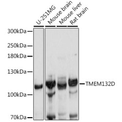 TMEM132D Rabbit pAb