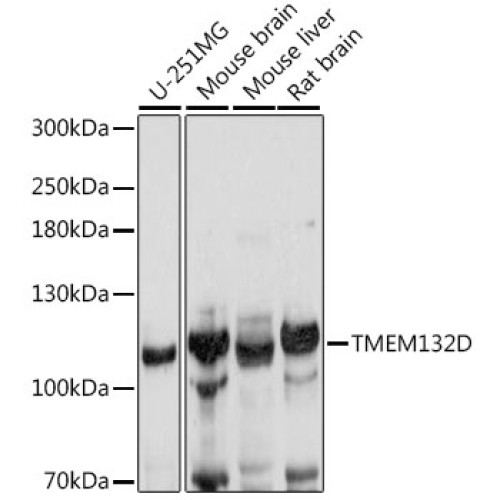TMEM132D Rabbit pAb