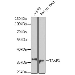 TAAR1 Rabbit pAb