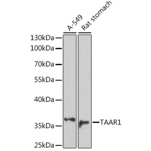 TAAR1 Rabbit pAb