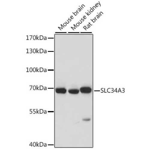 SLC34A3 Rabbit pAb