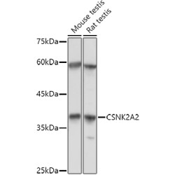 CSNK2A2 Rabbit pAb