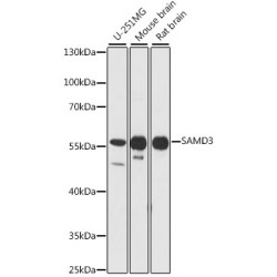 SAMD3 Rabbit pAb