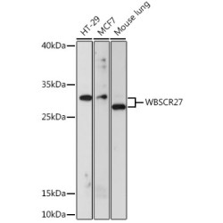 WBSCR27 Rabbit pAb