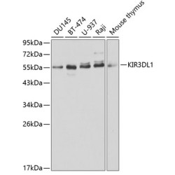 KIR3DL1 Rabbit pAb
