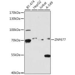 ZNF677 Rabbit pAb