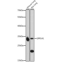 GPR141 Rabbit pAb