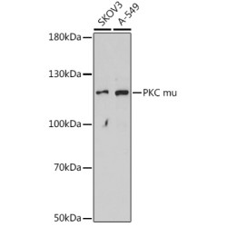 PKC mu Rabbit pAb