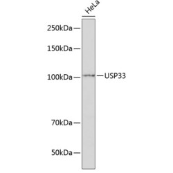 USP33 Rabbit pAb
