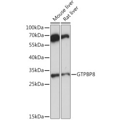 GTPBP8 Rabbit pAb