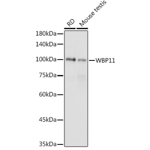 WBP11 Rabbit pAb