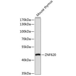 ZNF620 Rabbit pAb
