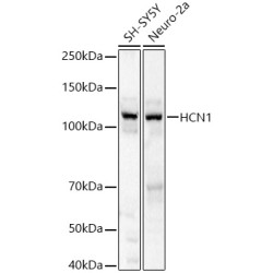 HCN1 Rabbit pAb