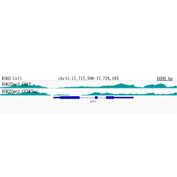 TriMethyl-Histone H3-K27 Mouse mAb
