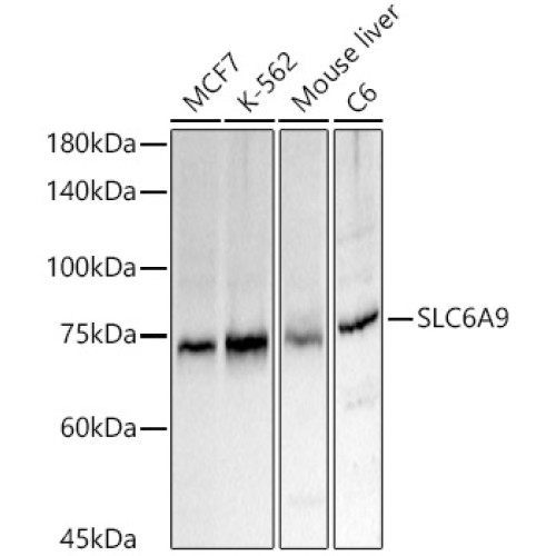 SLC6A9 Rabbit pAb