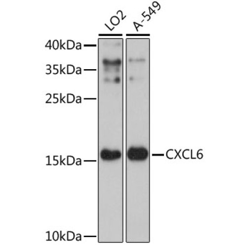 CXCL6 Rabbit pAb