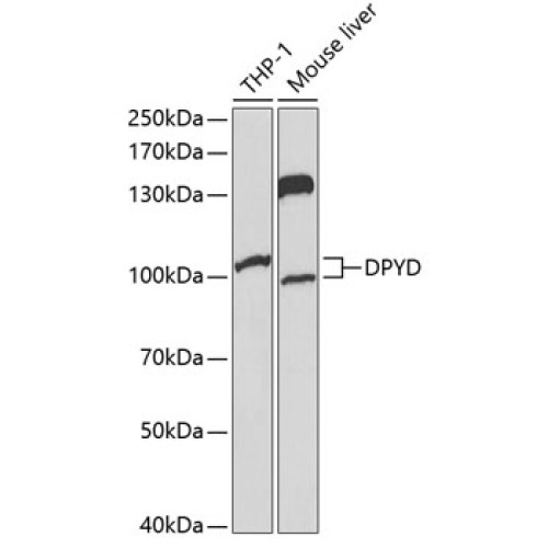 DPYD Rabbit pAb