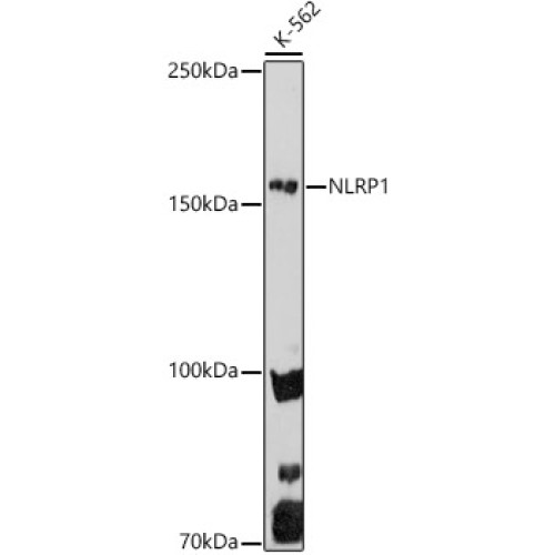 NLRP1 Rabbit pAb