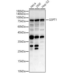 GSPT1 Rabbit pAb