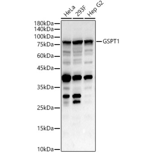 GSPT1 Rabbit pAb