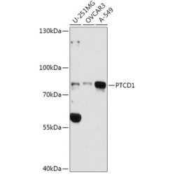 PTCD1 Rabbit pAb