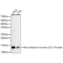 CCL7 Rabbit pAb