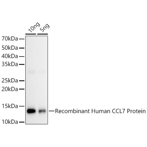 CCL7 Rabbit pAb