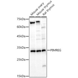 PIMREG Rabbit pAb