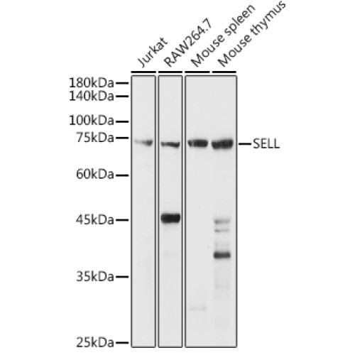 CD62L/L-Selectin Rabbit pAb