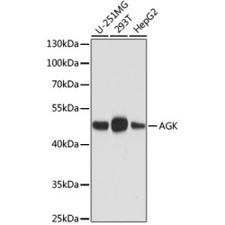 AGK Mouse mAb