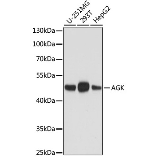 AGK Mouse mAb