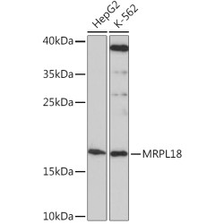 MRPL18 Rabbit pAb