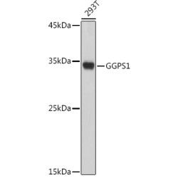 GGPS1 Rabbit pAb