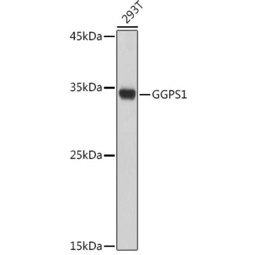 GGPS1 Rabbit pAb