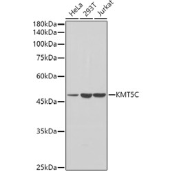 [KO Validated] KMT5C Rabbit pAb