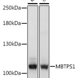 MBTPS1 Rabbit pAb