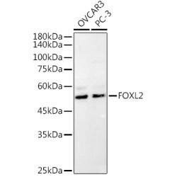 FOXL2 Rabbit pAb