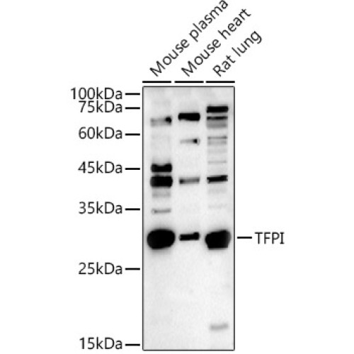TFPI Rabbit pAb